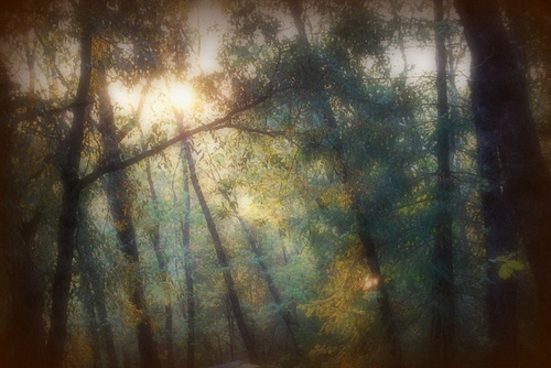 Tree Photograph by Jennifer Woods